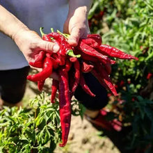 Smoked Pimentón Paprika