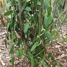 Nyanza Vanilla Powder