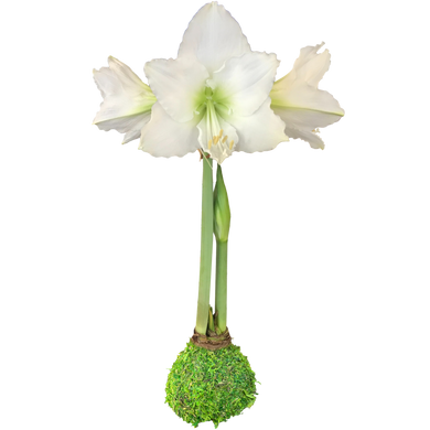 White  or red Flower Moss Base