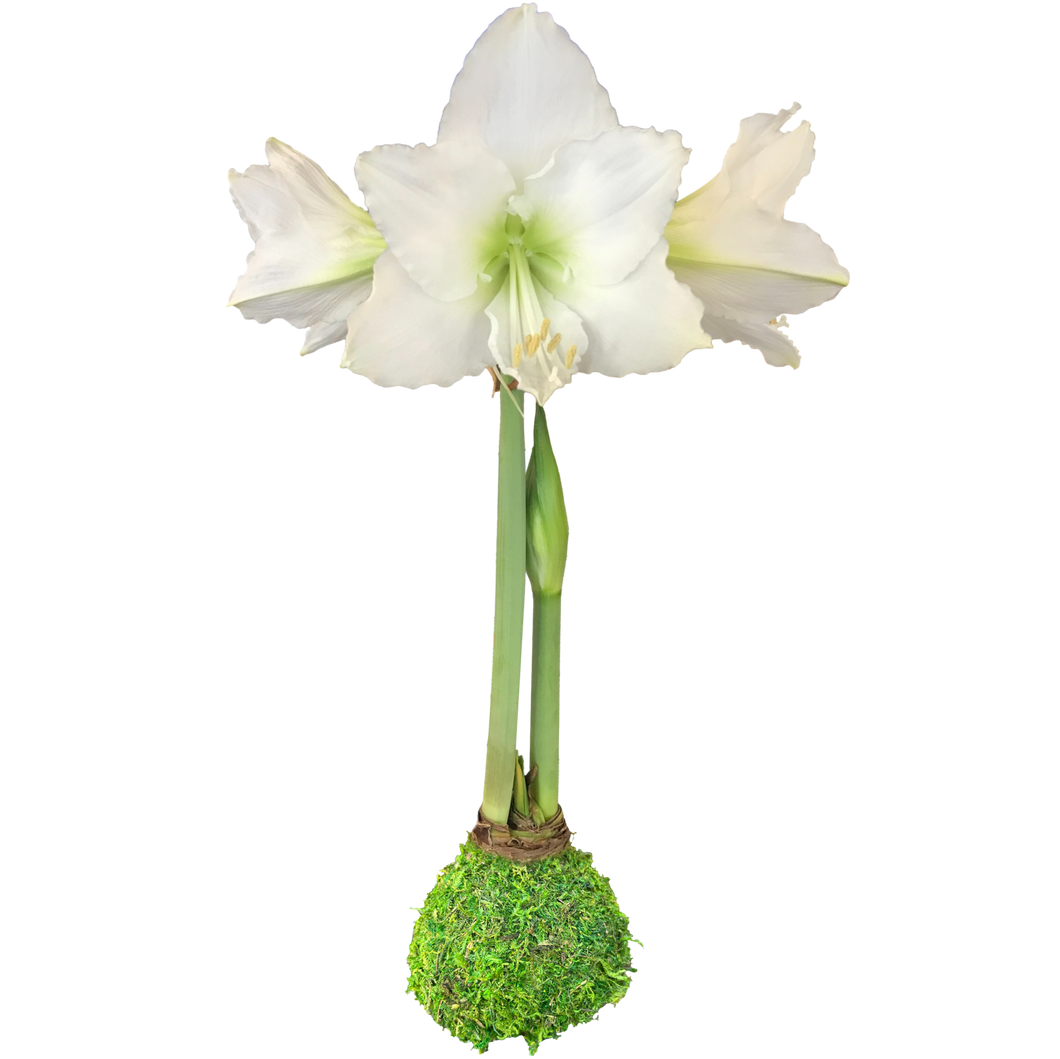 White  or red Flower Moss Base