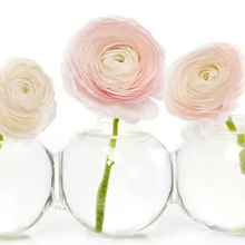 Caterpillar Clear Glass Bud Vase Long. Small And Large