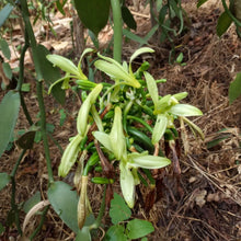 Nyanza Vanilla Powder